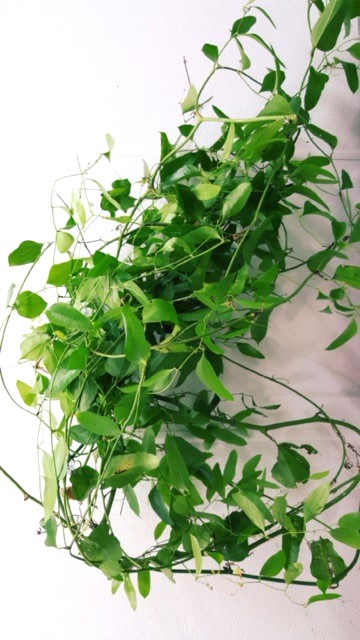 GREENERY - WILD SMILAX