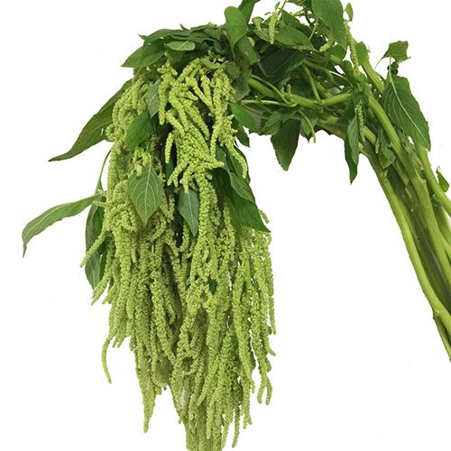 AMARANTHUS