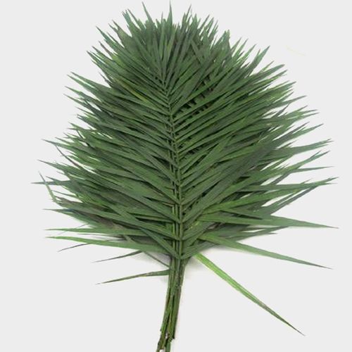 GREENERY - TEEPEE