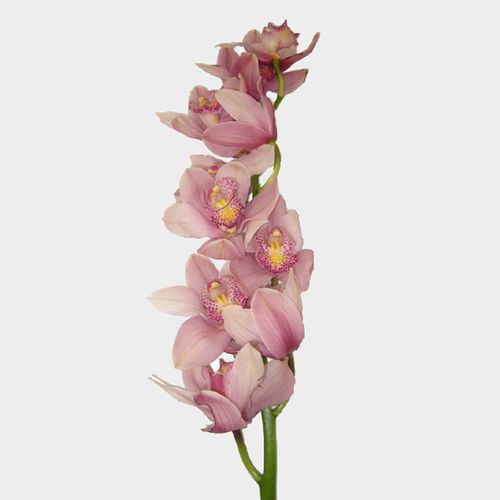 CYMBIDIUM - PINK