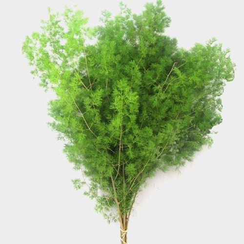 GREENERY - MING FERN