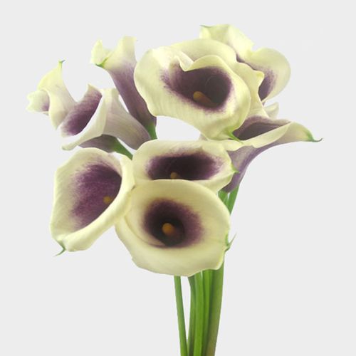 MINI CALLA - PICASSO