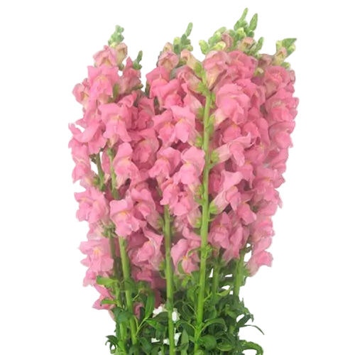SNAPDRAGON - PINK