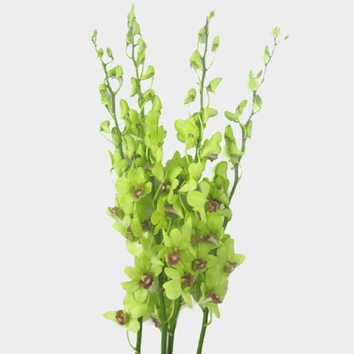 DENDROBIUM - GREEN