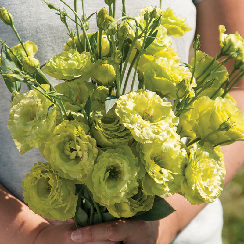LISIANTHUS - GREEN
