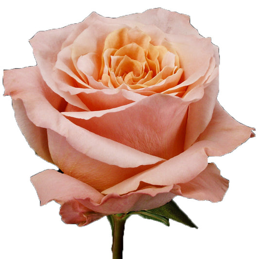 ROSE - PEACH SHIMMER