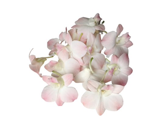 DENDROBIUM - MARCO POLO LIGHT PINK