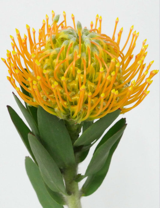 PINCUSHION PROTEA - YELLOW