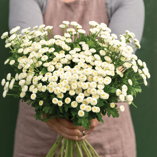 FEVERFEW - BUTTON WHITE
