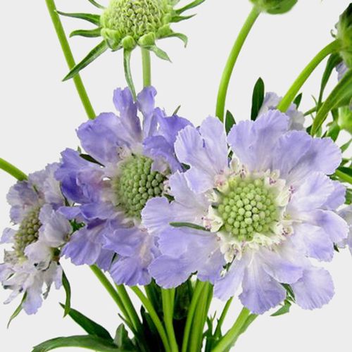 SCABIOSA - BLUE