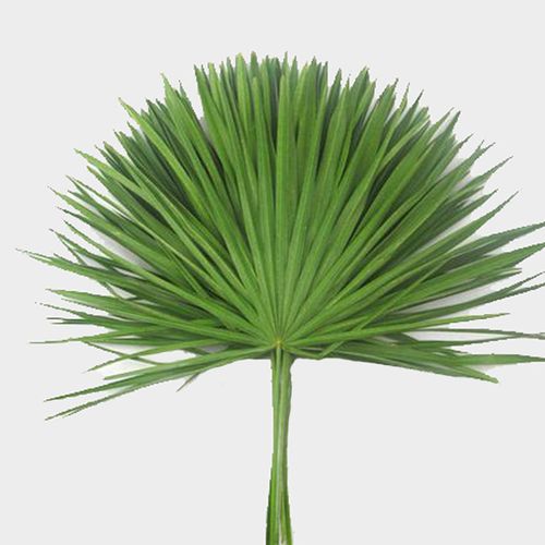 PALMETTO PALM