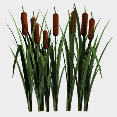 NOVELTY - CATTAILS