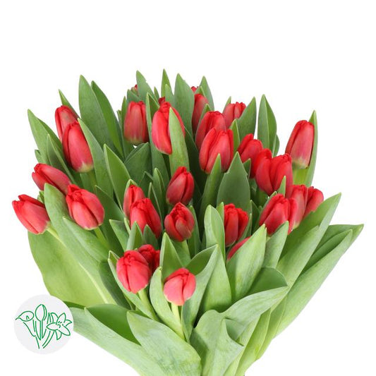 TULIPS RED
