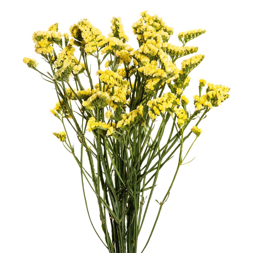 STATICE - YELLOW