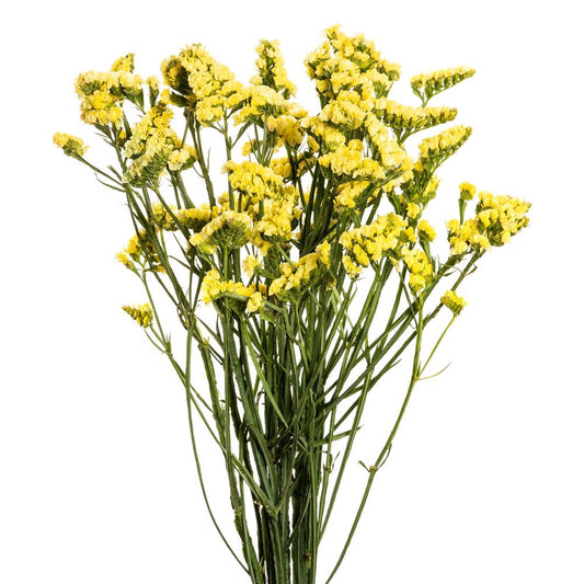 STATICE - YELLOW