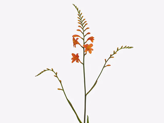 CROCASMIA - ORANGE