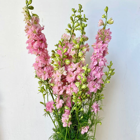 LARKSPUR - LIGHT PINK