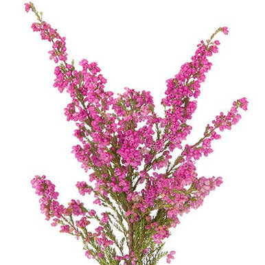 HEATHER - PINK