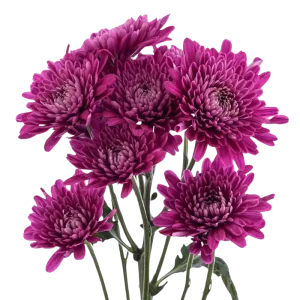 POMP - PURPLE CUSHION