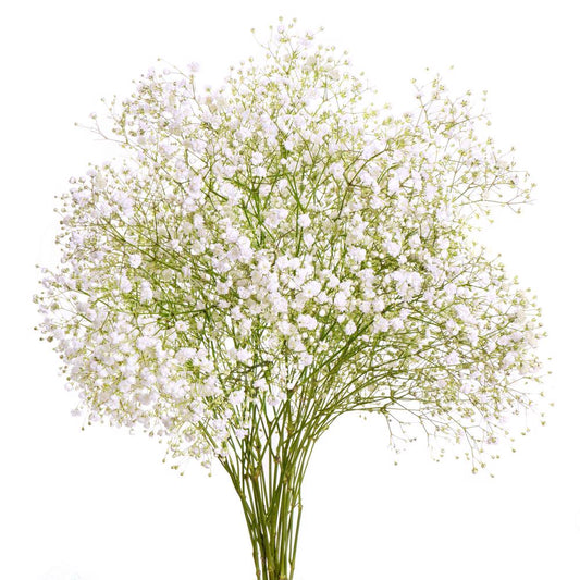 GYPSOPHILA - OVERTIME