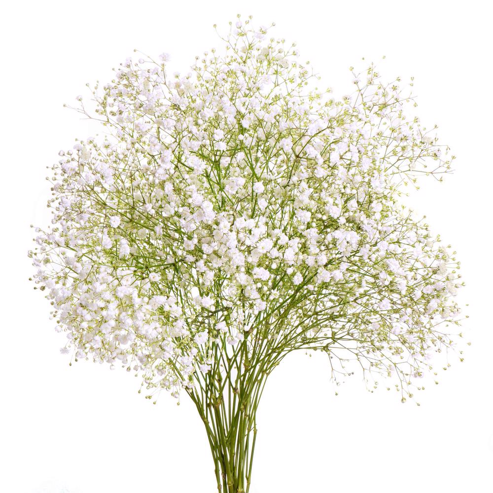 GYPSOPHILIA - OVERTIME S.O.