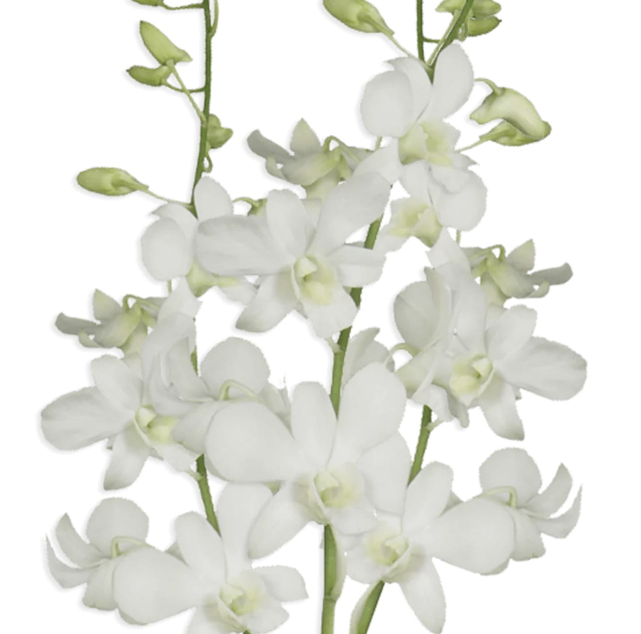 DENDROBIUM - WHITE S.O.