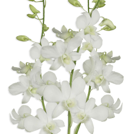 DENDROBIUM - WHITE S.O.