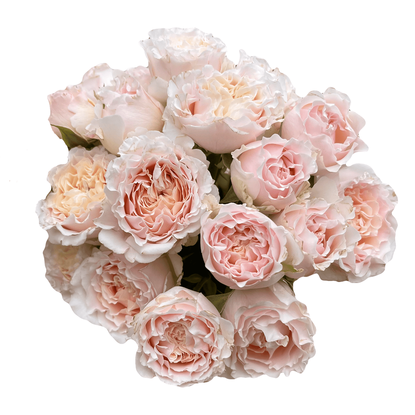GARDEN SPRAY ROSE - LIGHT PINK