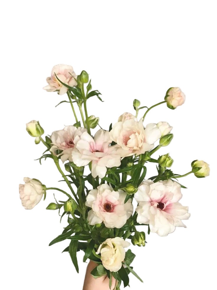 BUTTERFLY RANUNCULUS - CHAMPAGNE