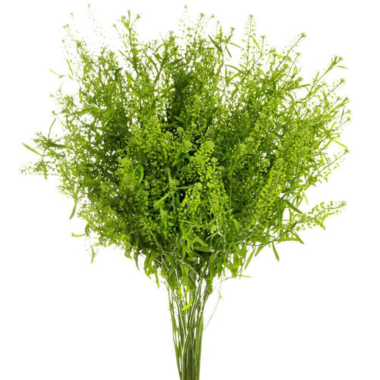 LEPIDIUM