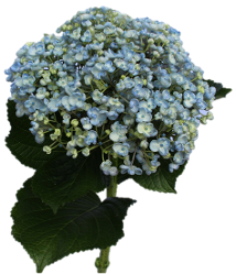 HYDRANGEA - POPCORN BLUE