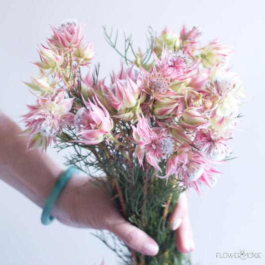 PROTEA - BLUSHING BRIDE