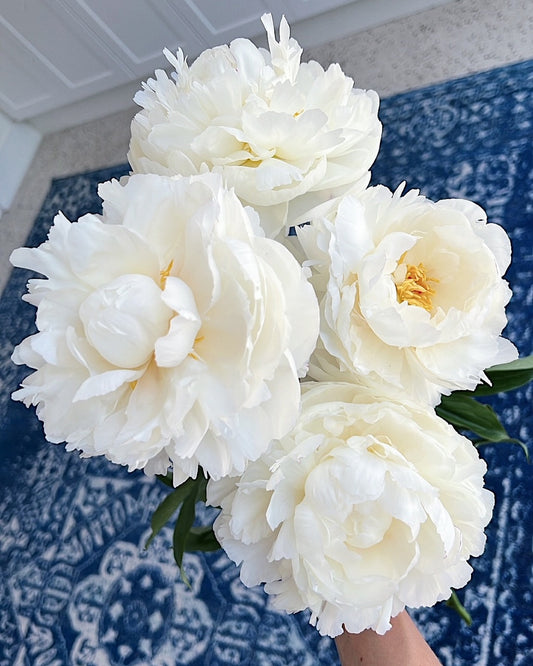 PEONIES - WHITE