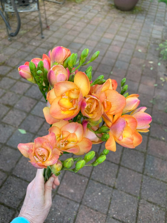 FREESIA - PEACH