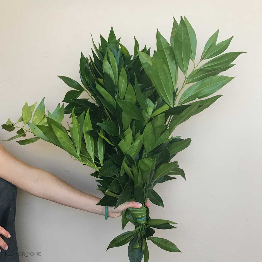 GREENERY - COCCULUS