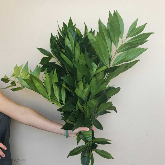 GREENERY - COCCULUS