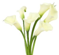 MINI CALLA - CAPTAIN VENTURA WHITE