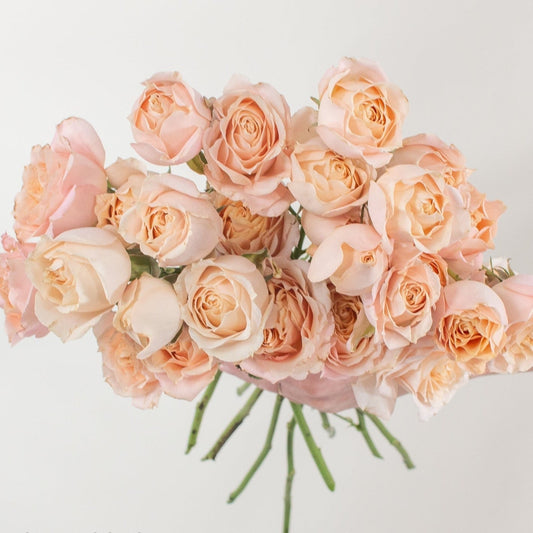 GARDEN SPRAY ROSE - PEACH