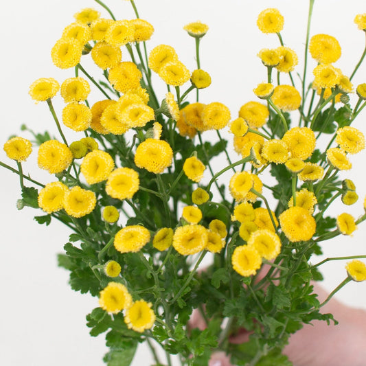 FEVERFEW - BUTTON YELLOW