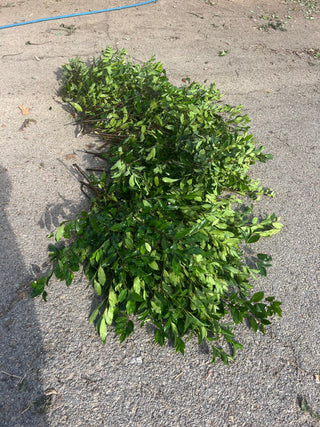 GREENERY - CHERRY LAUREL
