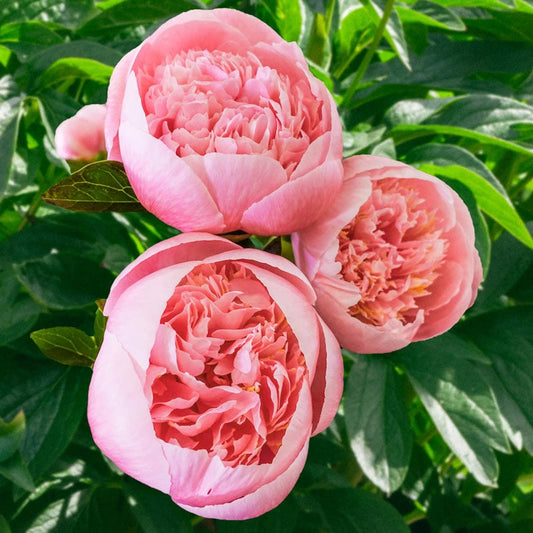 PEONIES - ETCHED SALMON