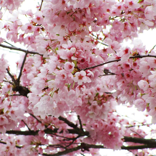 CHERRY BLOSSOM - TIPS LIGHT PINK