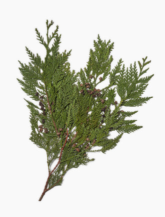 GREENERY - CONE CEDAR