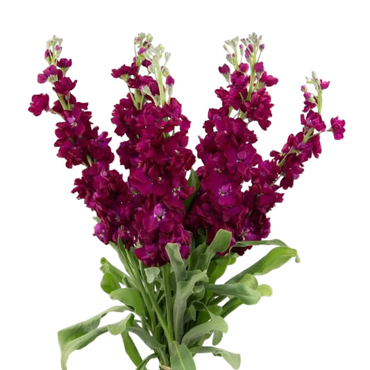 STOCK - BURGUNDY