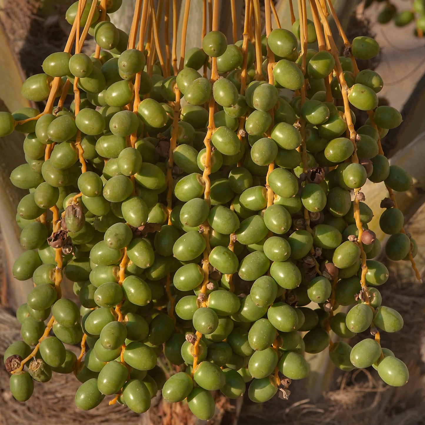 DATE PALM BERRIES
