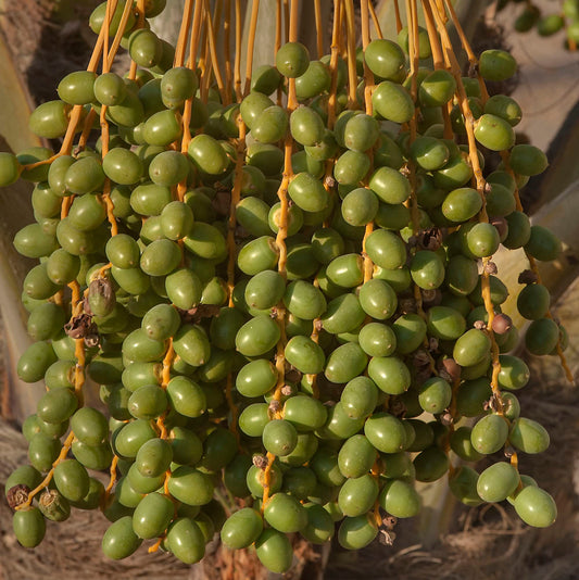 DATE PALM BERRIES