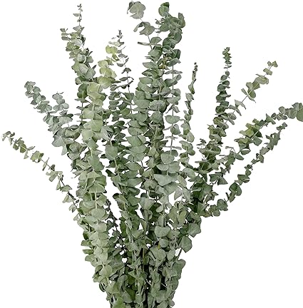 GREENERY - BABY EUCALYPTUS