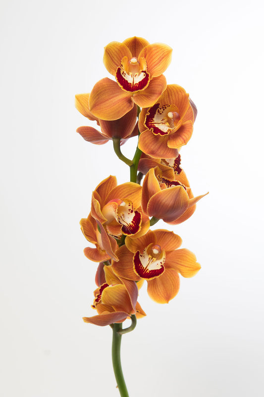CYMBIDIUM ORCHID - RUST ORANGE