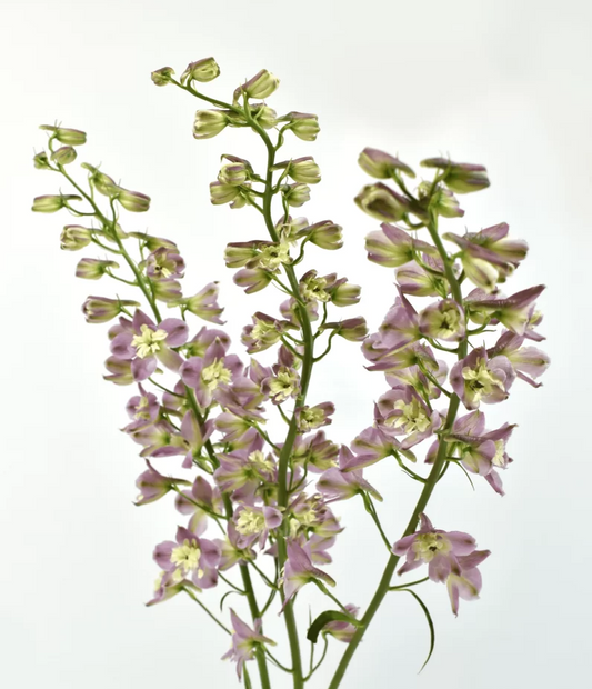 DELPHINIUM - BLUSH