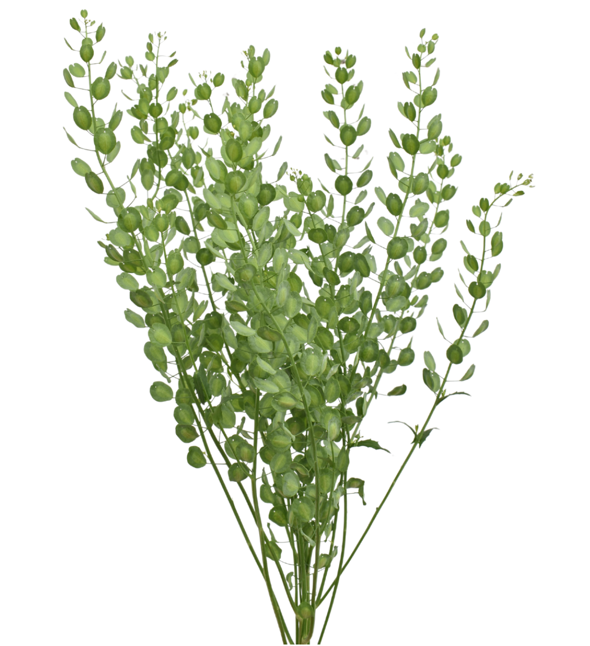 GREENERY - PENNYCRESS